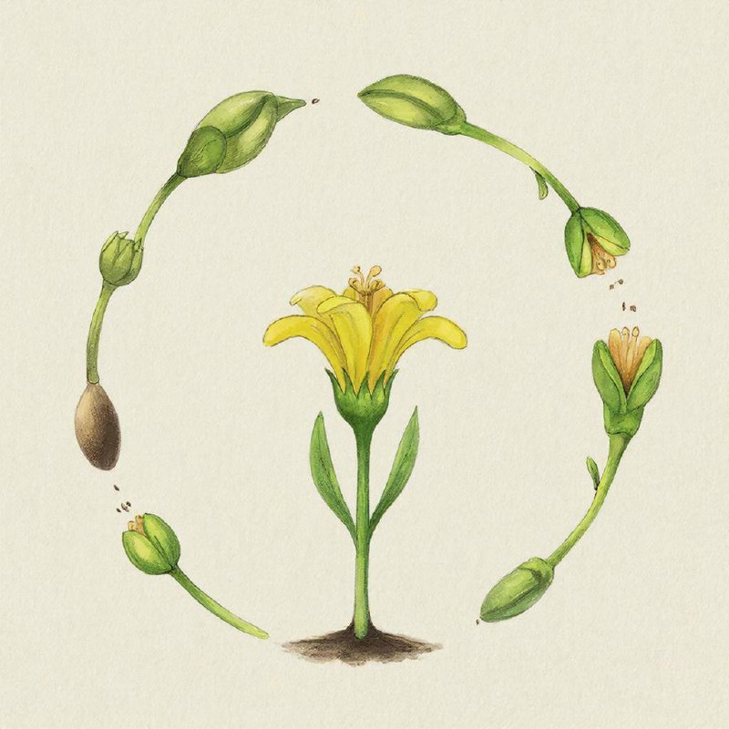 Картинка вверху экрана